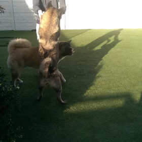 Hondenfoto van Jackie en Kiba:)