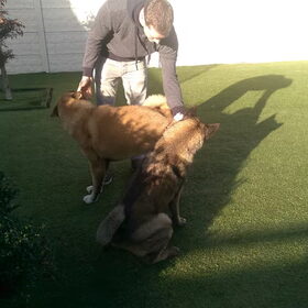 Hondenfoto van Jackie en Kiba:)