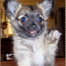Onze chihuahua puppy Remi