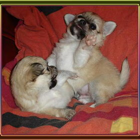 Chihuahua puppys van ons