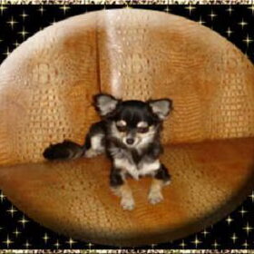 Onze Amora chihuahua teefje
