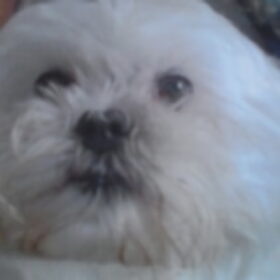Myn lieve queenie