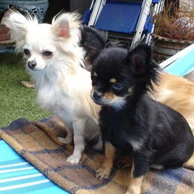 Onze chihuahuas Ilse en Beauty
