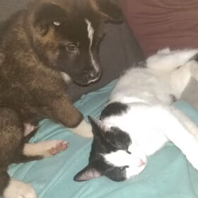 Hondenfoto van Jackie en Kiba:)