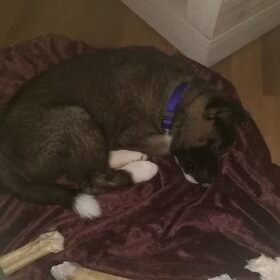Hondenfoto van Jackie en Kiba:)