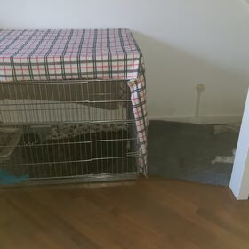Hondenfoto van Jackie en Kiba:)