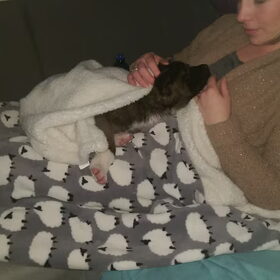 Hondenfoto van Jackie en Kiba:)