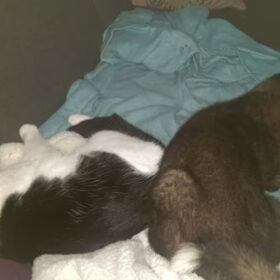 Hondenfoto van Jackie en Kiba:)