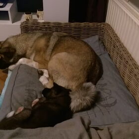 Hondenfoto van Jackie en Kiba:)