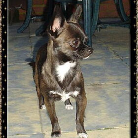 Onze chihuahua teefje Nordy