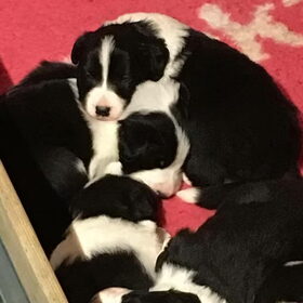 Puppybezoek 2, 15.01.2016