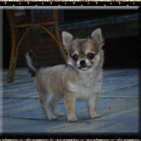 Ons chihuahua puppy Angel