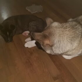 Hondenfoto van Jackie en Kiba:)