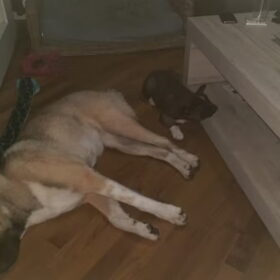Hondenfoto van Jackie en Kiba:)