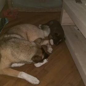 Hondenfoto van Jackie en Kiba:)