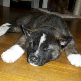Hondenfoto van Jackie en Kiba:)