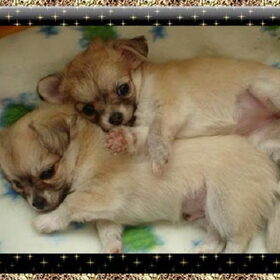 Twee chihuahua puppys vn ons Ilse en Macho