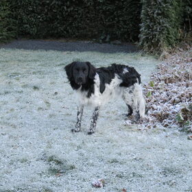 Hondenfoto van Doortje & Tibbe