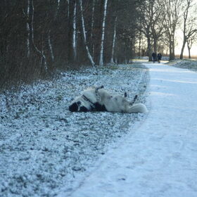 Hondenfoto van Angelique; Bruno, Charlie & Fenna  