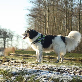 Hondenfoto van Angelique; Bruno, Charlie & Fenna  