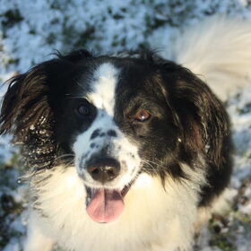Hondenfoto van Angelique; Bruno, Charlie & Fenna  