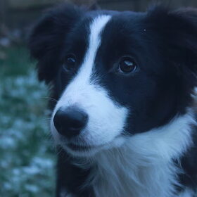 Knappe Lynn