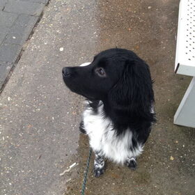 Hondenfoto van Doortje & Tibbe