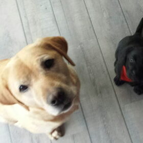 Hondenfoto van laura   Diva&Nova