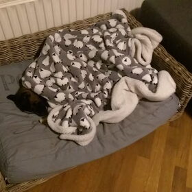 Hondenfoto van Jackie en Kiba:)
