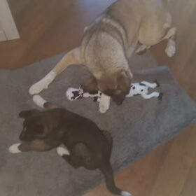 Hondenfoto van Jackie en Kiba:)