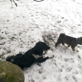 Hondenfoto van Jackie en Kiba:)