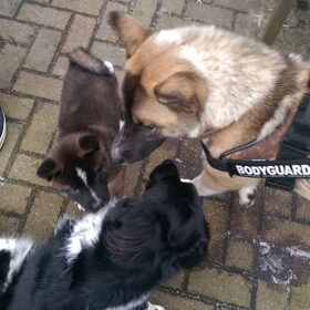 Hondenfoto van Jackie en Kiba:)