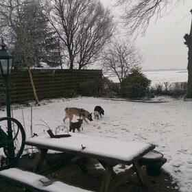 Hondenfoto van Jackie en Kiba:)