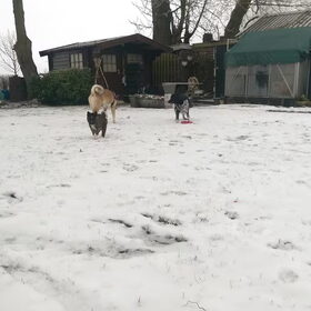 Hondenfoto van Jackie en Kiba:)