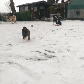 Hondenfoto van Jackie en Kiba:)