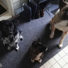 Hondenfoto van Jackie en Kiba:)
