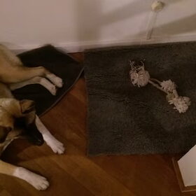 Hondenfoto van Jackie en Kiba:)