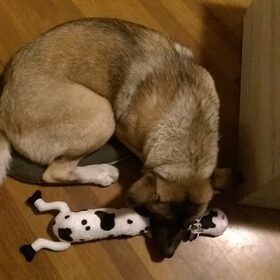 Hondenfoto van Jackie en Kiba:)