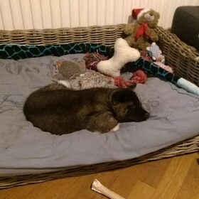 Hondenfoto van Jackie en Kiba:)