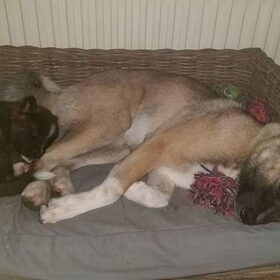 Hondenfoto van Jackie en Kiba:)