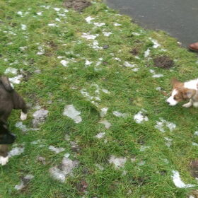 Hondenfoto van Jackie en Kiba:)