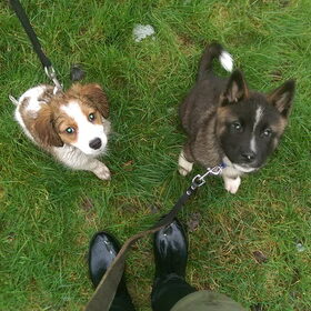 Hondenfoto van Jackie en Kiba:)