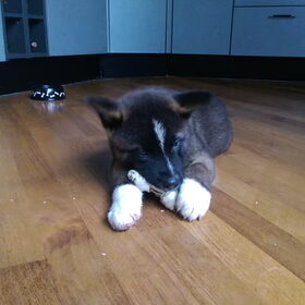 Hondenfoto van Jackie en Kiba:)