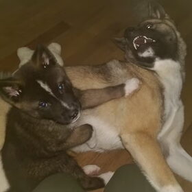 Hondenfoto van Jackie en Kiba:)