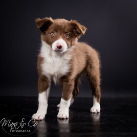 Hondenfoto van team border lolly