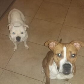 Hondenfoto van Jeroen & Lola