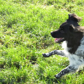 Hondenfoto van Doortje & Tibbe
