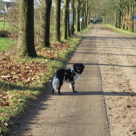 Hondenfoto van Doortje & Tibbe