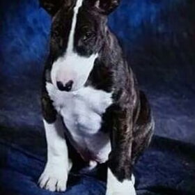 Hondenfoto van laura   Diva&Nova