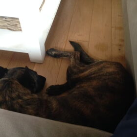 Hondenfoto van Annika (Cookie&Tess)